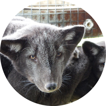 Blue Fox | Suomen Turkiseläinten Kasvattajain Liitto (STKL) ry